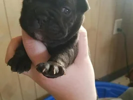 Walleyed puppies