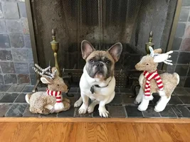 ~ENTER HERE~ HOLLY JOLLY Frenchies Contest