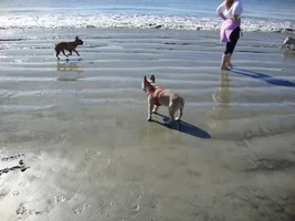 Frenchie Meet up group event this weekend Dec 1st