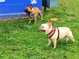 July 2016 Frenchie of the Month Contest ~ Summertime Frenchies