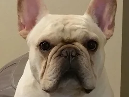 ~ENTER HERE~ Frenchie of the Month ~ FRENCHIE FACES (Up close & personal)