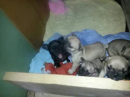 Pepper baby's