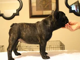 Our new baby Glitch is headed for the conformation ring