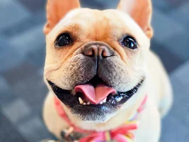 ~ENTER HERE~ April Frenchie of the Month ~ SMILING FRENCHIES