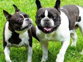 You ate our puppy!!!  (then and now pics)