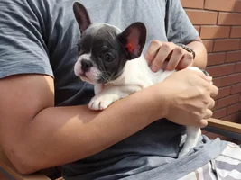 Red/irritated third eyelids that will not retract (NOT cherry eye)