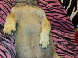 Overweight Puppy?
