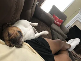 ~Enter Here~ August 2019 Frenchie of the Month ~ LAZY FRENCHIES