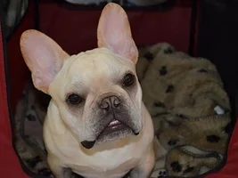August 2014 Frenchie of the Month Contest ~ENTER HERE~