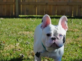Exploring the yard...