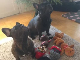 What did Santa bring?