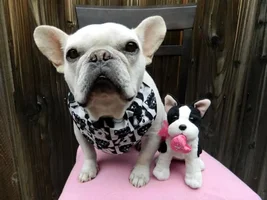 ~ENTER HERE~ February Frenchie of the Month "Be My Frenchie-Tine"