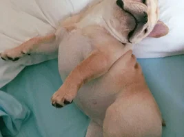 The life of a frenchie