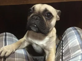 Little Miss Bisou