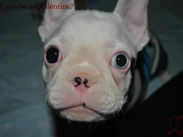 4 Paw Members VOTE NOW!  February French of the month