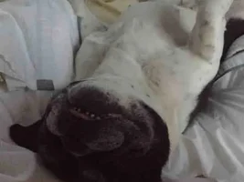 Molly mornings
