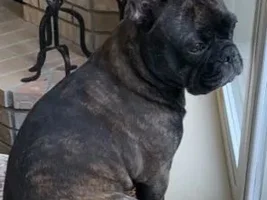 Is my Frenchie part cat?