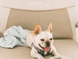 4 PAW MEMBERS!!!  Please VOTE for your favorite Smiling Frenchies!