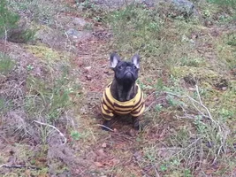 Forest exploration