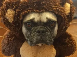 4 PAW MEMBERS!!!  Please VOTE for your favorite October Frenchies!!