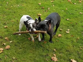 VOTE NOW!  Frenchies in October Contest!