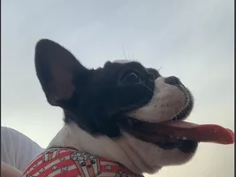 New here also I have a question about my frenchie's skin