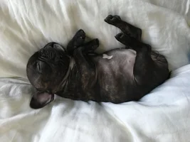 Post your favorite puppy picture!!!