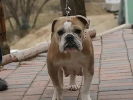 Anyone Have Pictures Of Your Frenchie's Parents???
