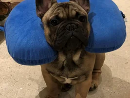 PLEASE VOTE!!!  for your favorite Frenchie with Frenchie-tude!