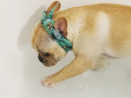 The life of a frenchie