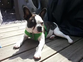 July 2013  Frenchie of the Month Contest ~ENTER HERE~