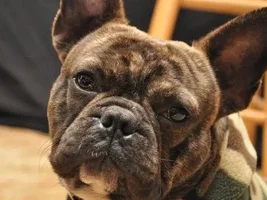 ~ENTER HERE~ April 2015 Frenchie of the Month ~ Happy Frenchies!