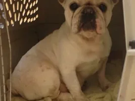 ~Angel~French Bulldog Available for Adoption in Nebraska