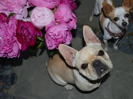 4 PAW MEMBERS ~ VOTE NOW ~ September Frenchie of the Month :D
