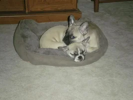 Sleeping Snoring Snoozing Frenchies Contest ~ENTER HERE~
