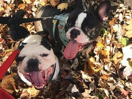 4 PAW MEMBERS!!!  Please VOTE for your favorite Smiling Frenchies!