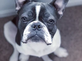 4 PAW MEMBERS!!!  Please VOTE for your favorite Frenchie FACES!