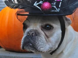 Happy fall everyone!