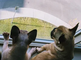 Hugo & Maple