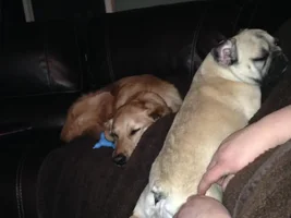 Marge's New Sleeping Position