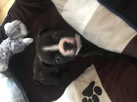 My first french bulldog :)