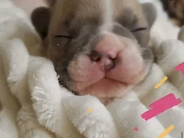Frenchie dad