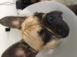 Eye rubbing and scratching - can't get healed
