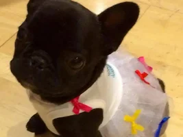 4 Paw Members, Please vote for July Frenchie of the Month!