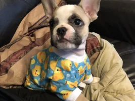 4 PAW MEMBERS!!  Please vote for your favorite Dressed Up Frenchies!