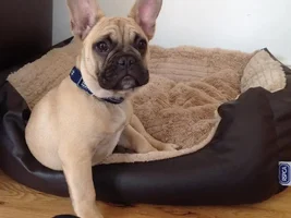May 2014 ~ Frenchie of the Month Contest ~ENTER HERE~