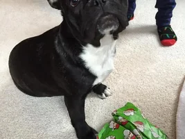 4 Paw Secret Santa Sharing Thread 2014