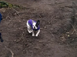 Walk through the woods