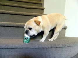 Rocco & His Prize