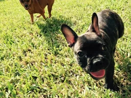 Welcome my new girl Neela!!!